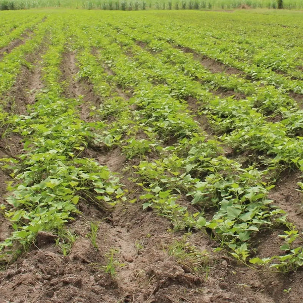 Champ de culture d'ube aux Philippines, rangées de plants de Dioscorea alata en pleine croissance